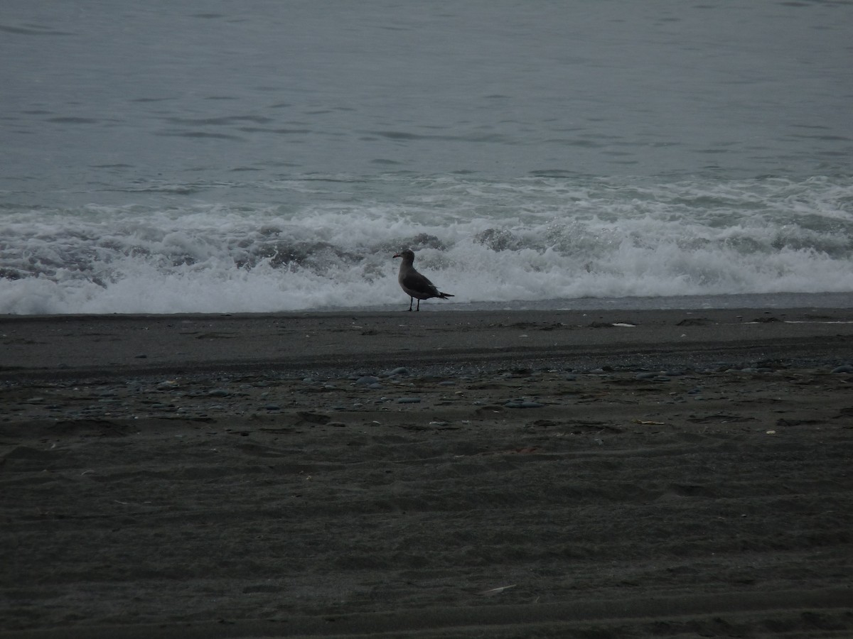 Heermann's Gull - Ann Monk