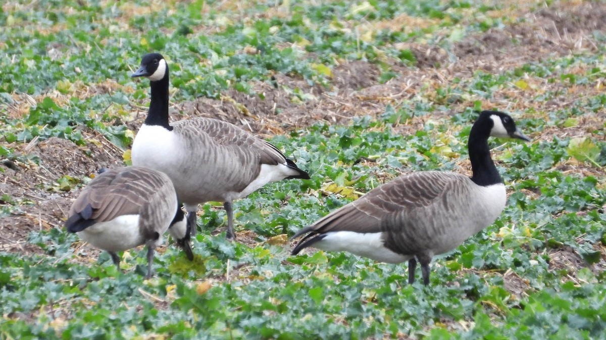 Canada Goose - Piotr Kopciewicz