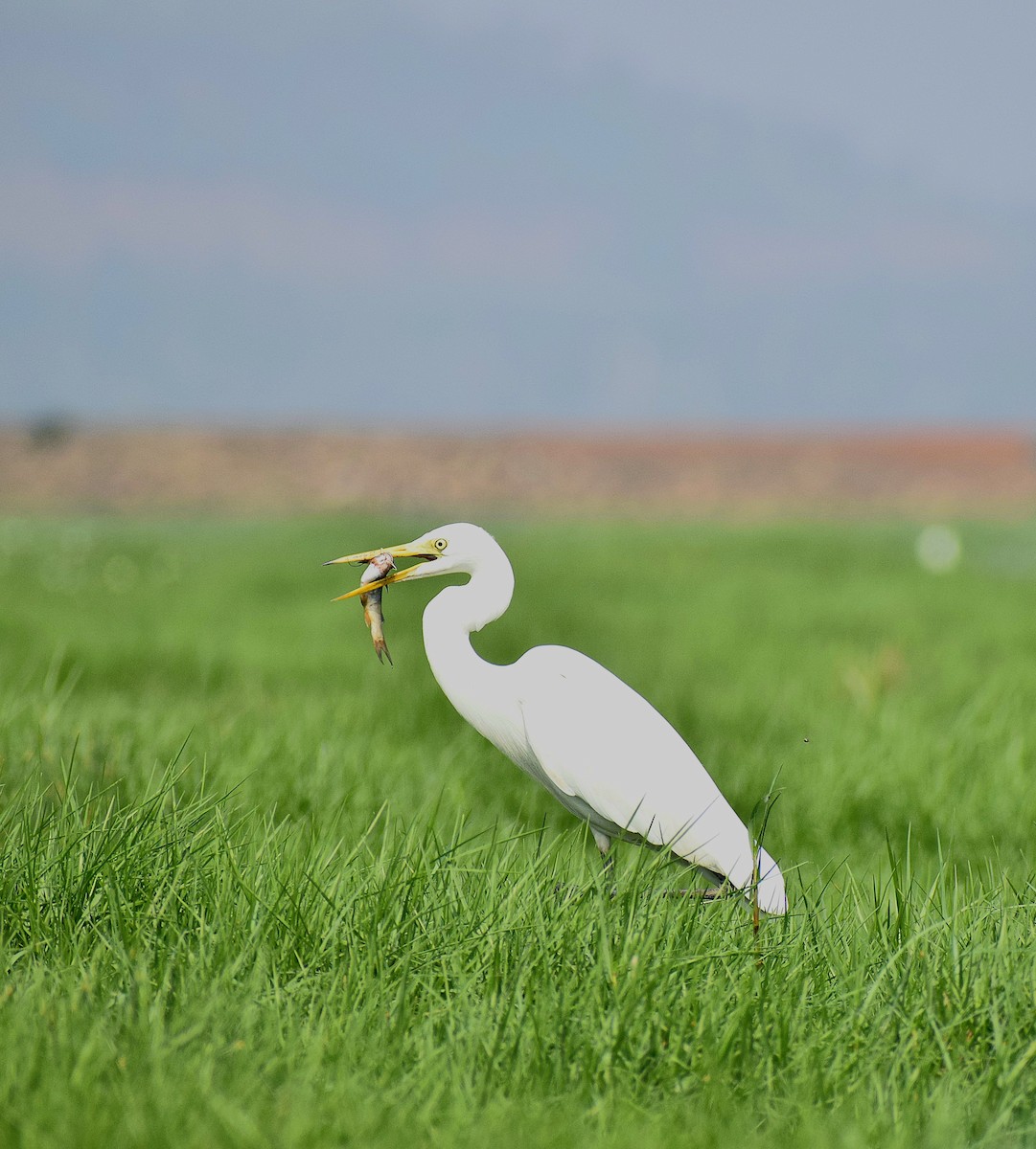 Great Egret - RAJKISHORE SWAIN