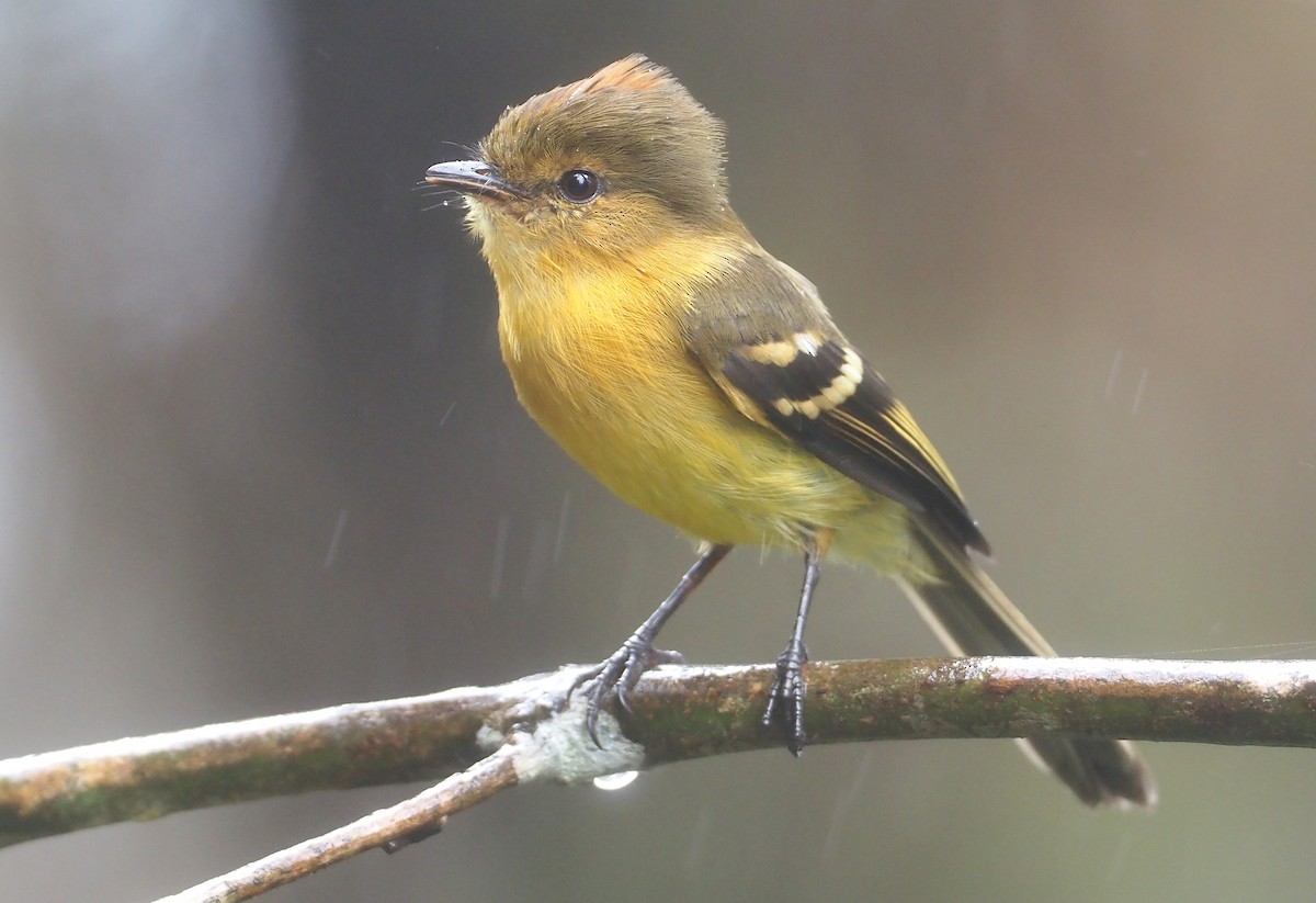 Ochraceous-breasted Flycatcher - ML614487213