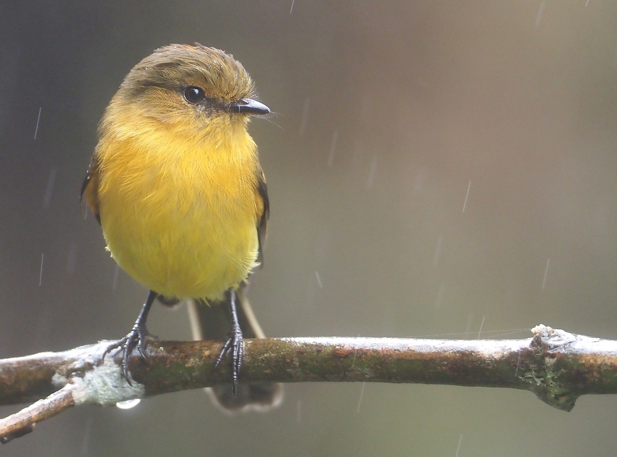 Ochraceous-breasted Flycatcher - Stephan Lorenz