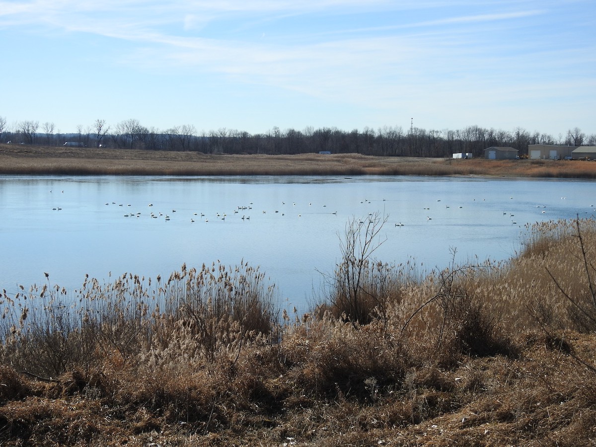 Tundra Swan - ML614487249
