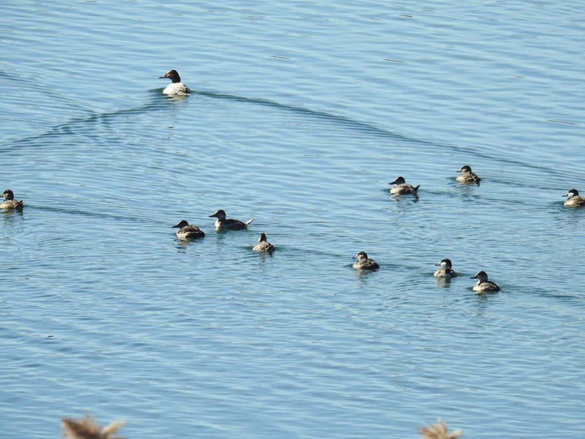 Canvasback - ML614487252