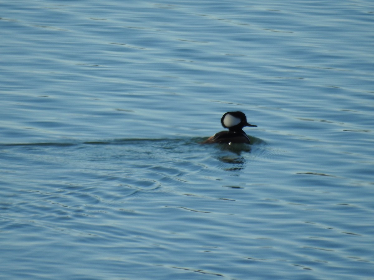 Hooded Merganser - ML614487262