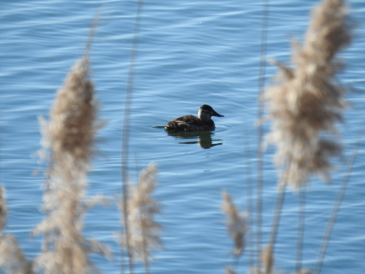 Ruddy Duck - ML614487264