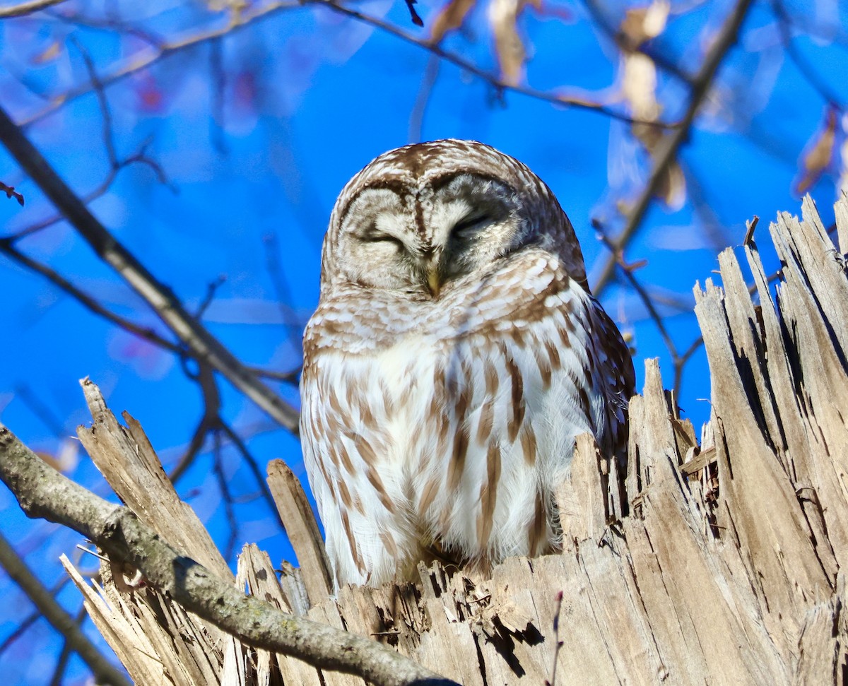 Barred Owl - ML614487269