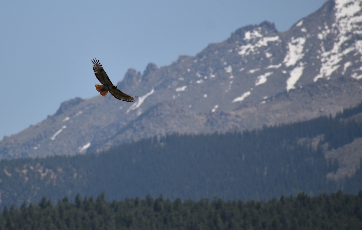 Red-tailed Hawk - ML614487288