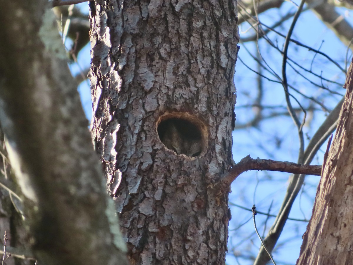 Eastern Screech-Owl - Sara Griesemer