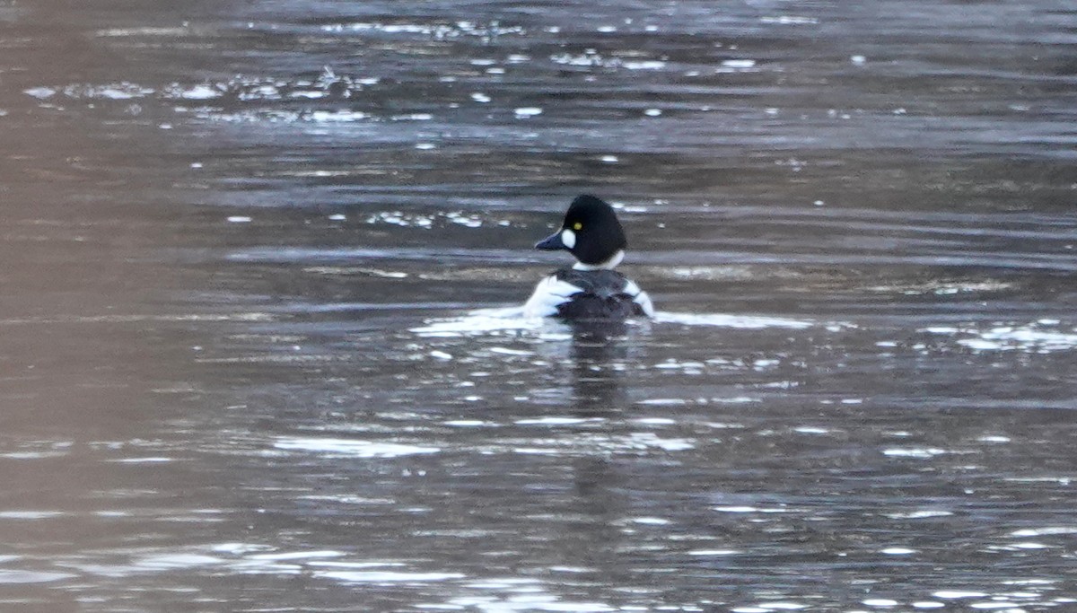 Common Goldeneye - ML614487362