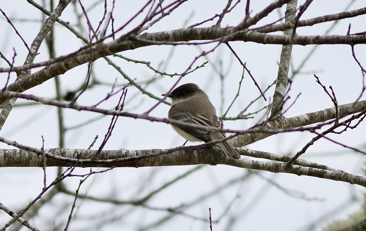 Eastern Phoebe - ML614487436