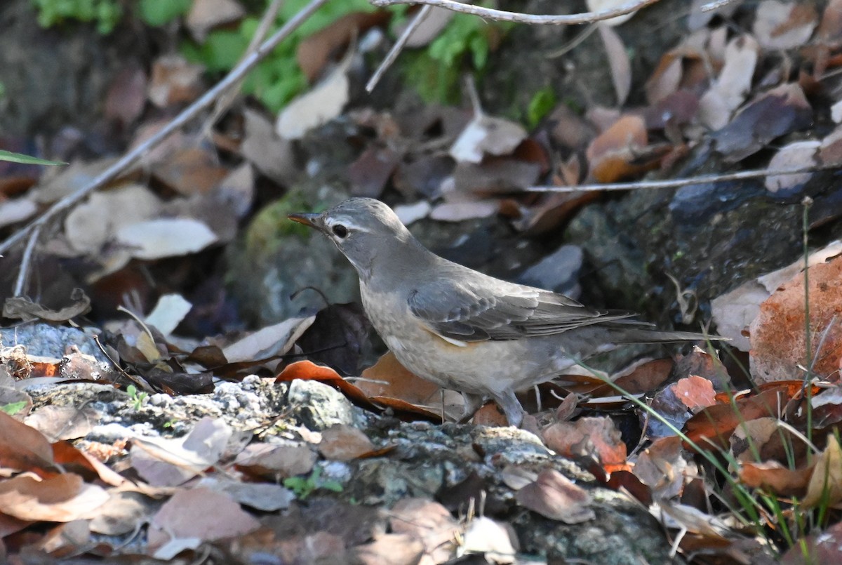 American Robin (San Lucas) - Ryan O'Donnell