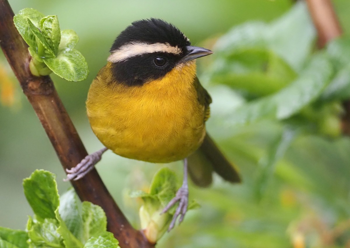 Black-capped Hemispingus (White-browed) - ML614487573