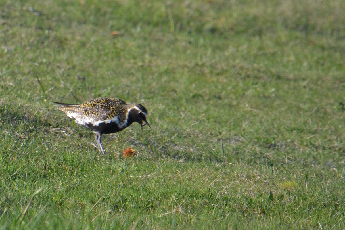 European Golden-Plover - ML614487613