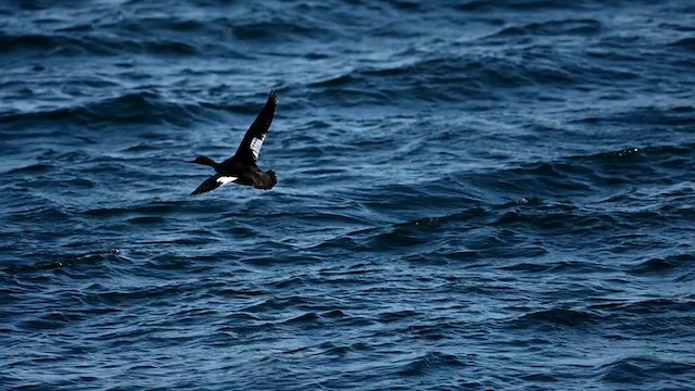 Red-breasted Merganser - ML614487634