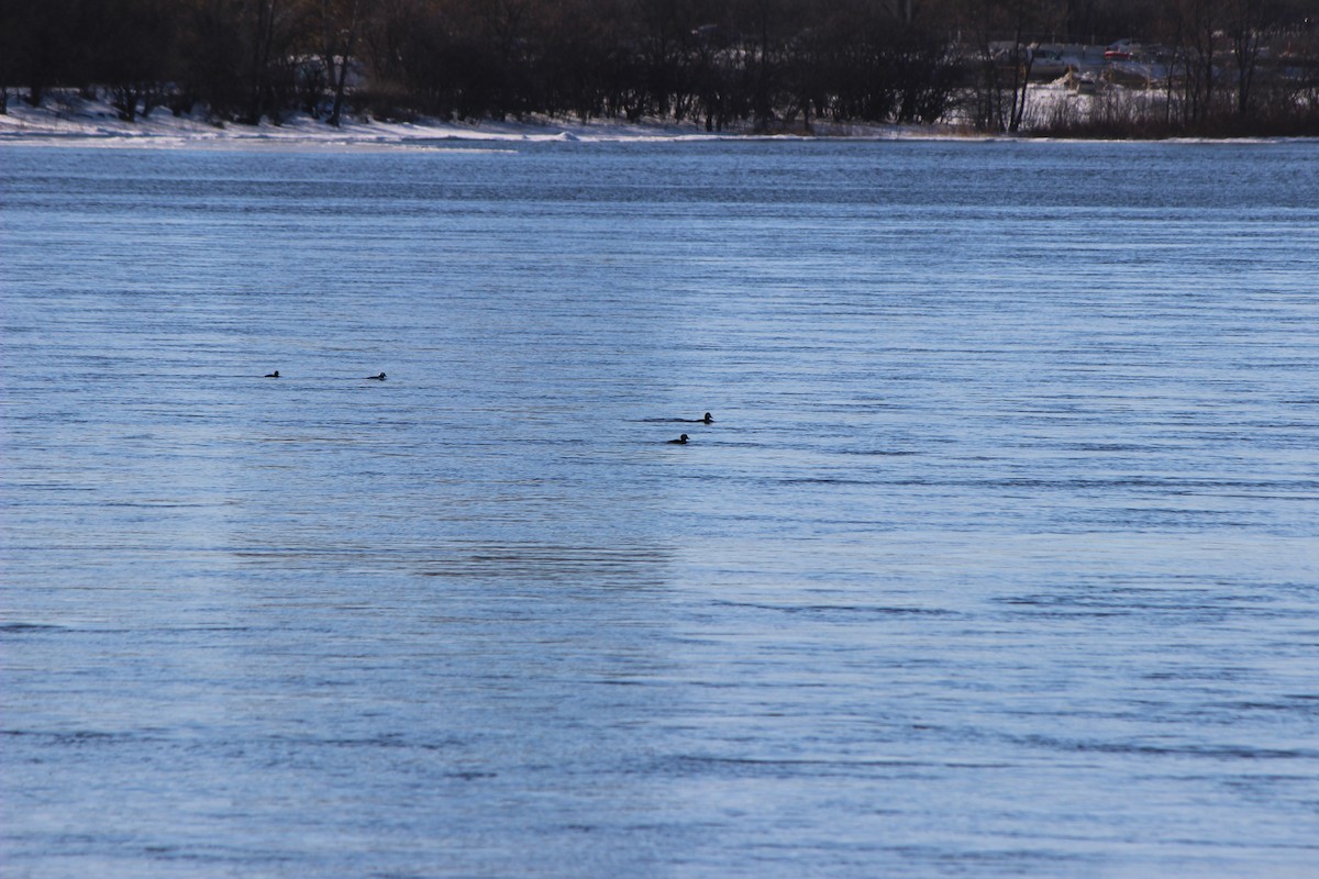 Bufflehead - ML614487648