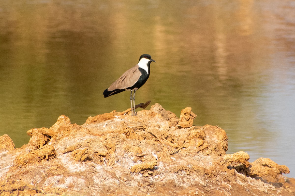 Spur-winged Lapwing - ML614487671