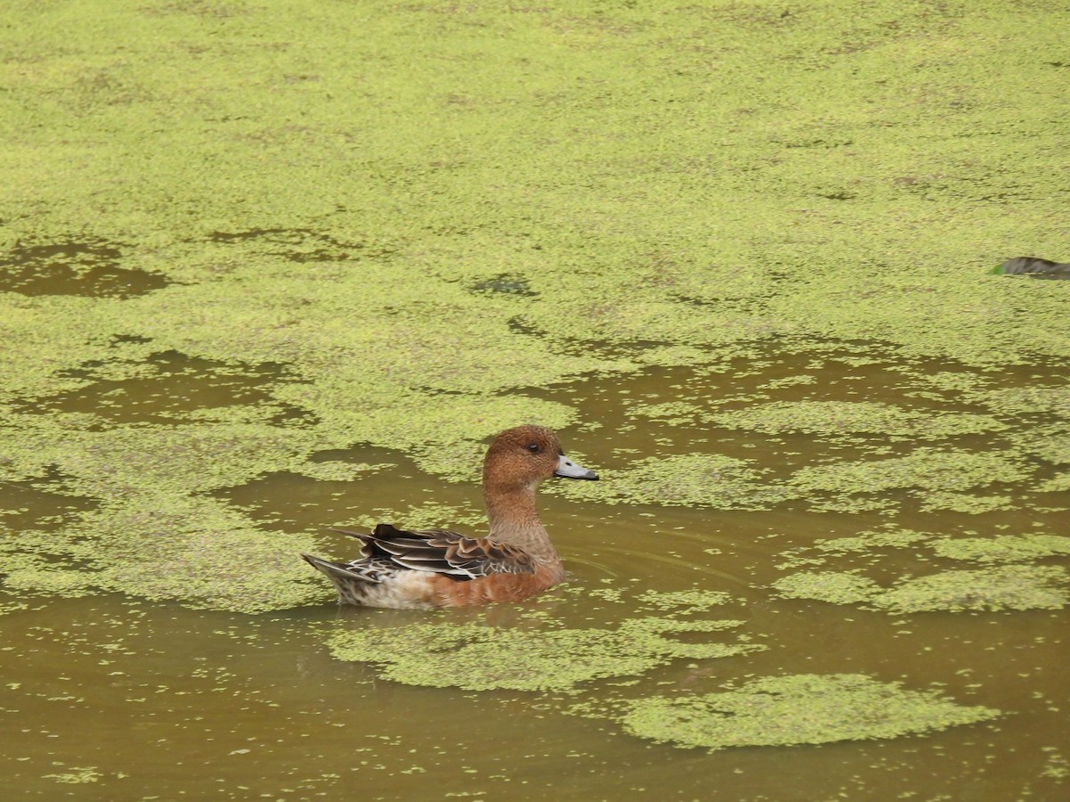 Eurasian Wigeon - ML614487694