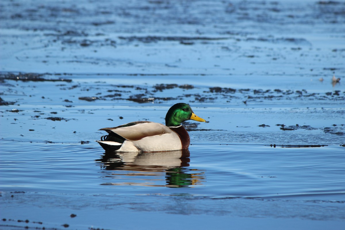 Mallard - ML614487747