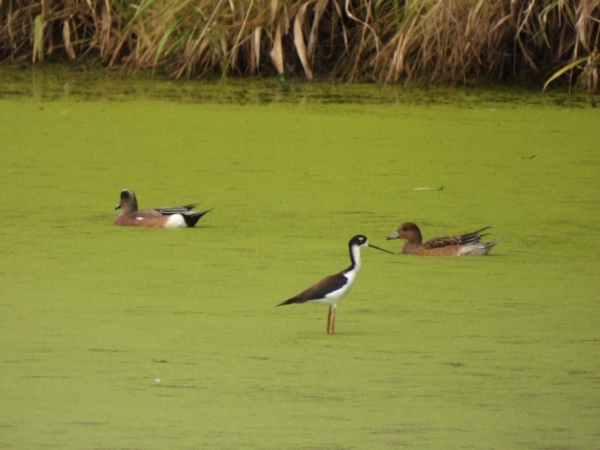 Eurasian Wigeon - Jeff&Jenn Joffray