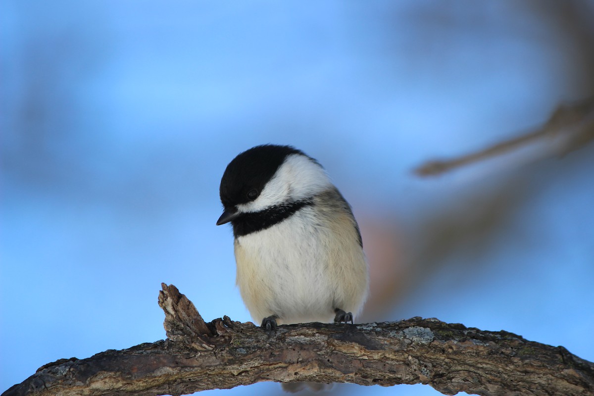 Black-capped Chickadee - ML614487777