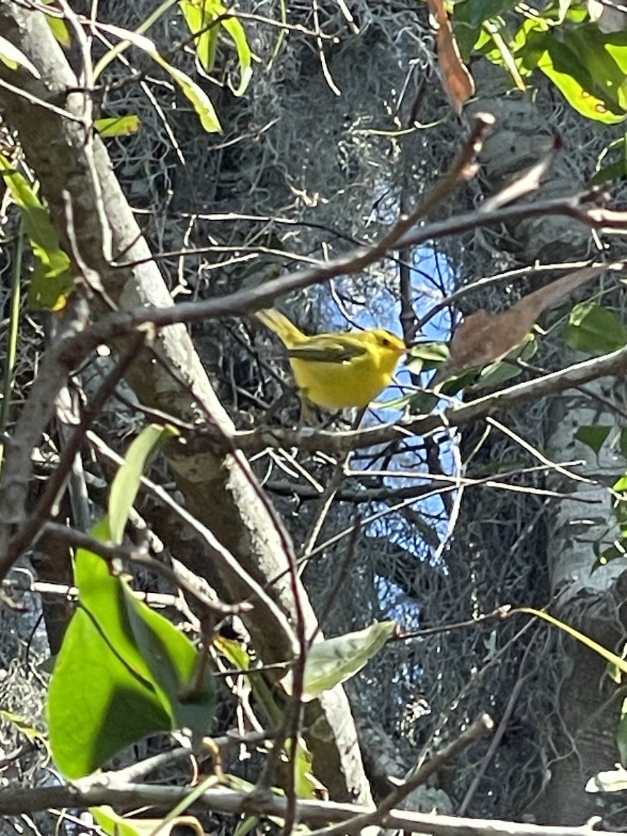Wilson's Warbler - ML614487780