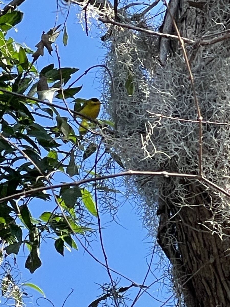 Wilson's Warbler - ML614487781