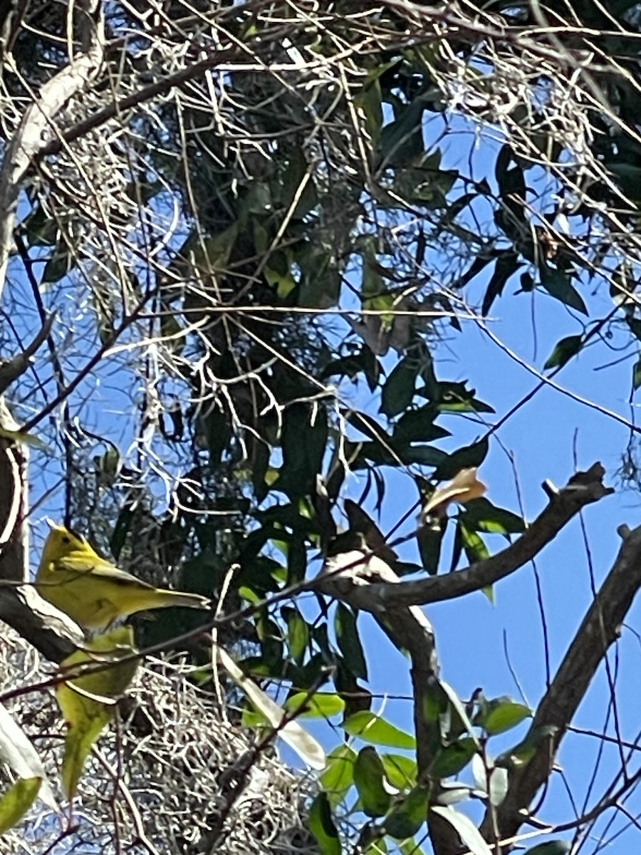 Wilson's Warbler - ML614487782