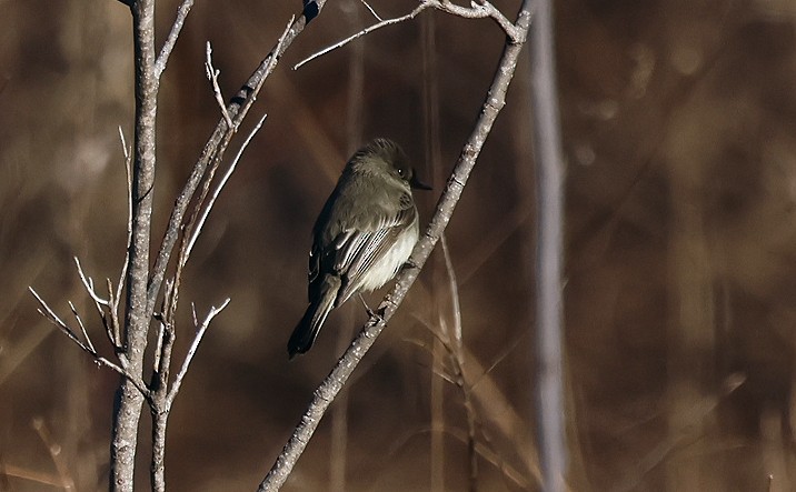 Eastern Phoebe - ML614487790