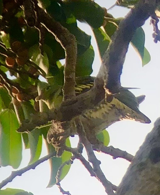 Thick-billed Green-Pigeon - ML614487798