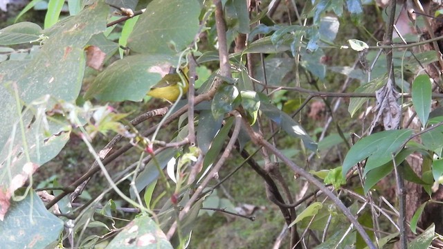 Mosquitero de Anteojos - ML614487814