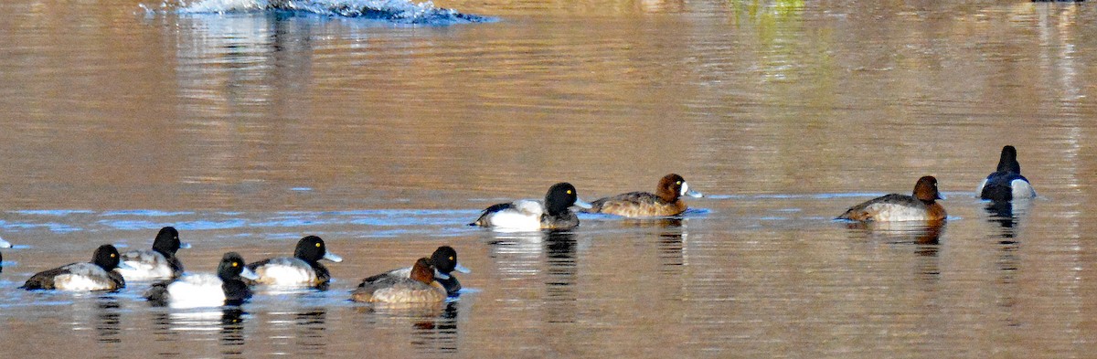 Greater Scaup - ML614487850