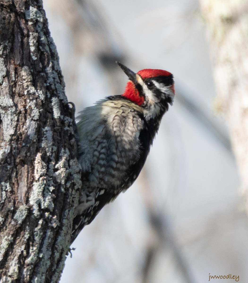 Red-naped Sapsucker - ML614487918