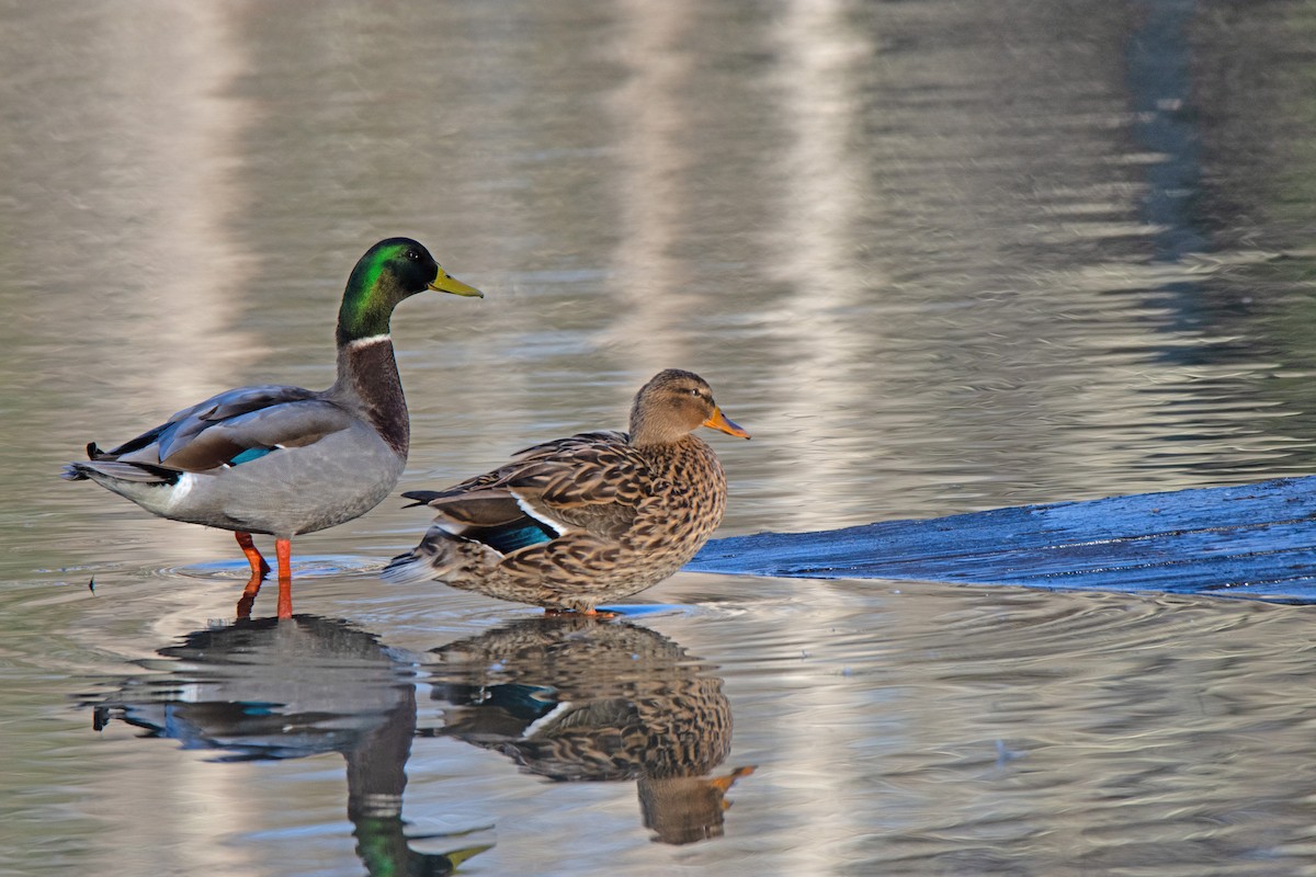 Mallard - ML614487936