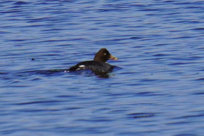 Common/Barrow's Goldeneye - ML614487943