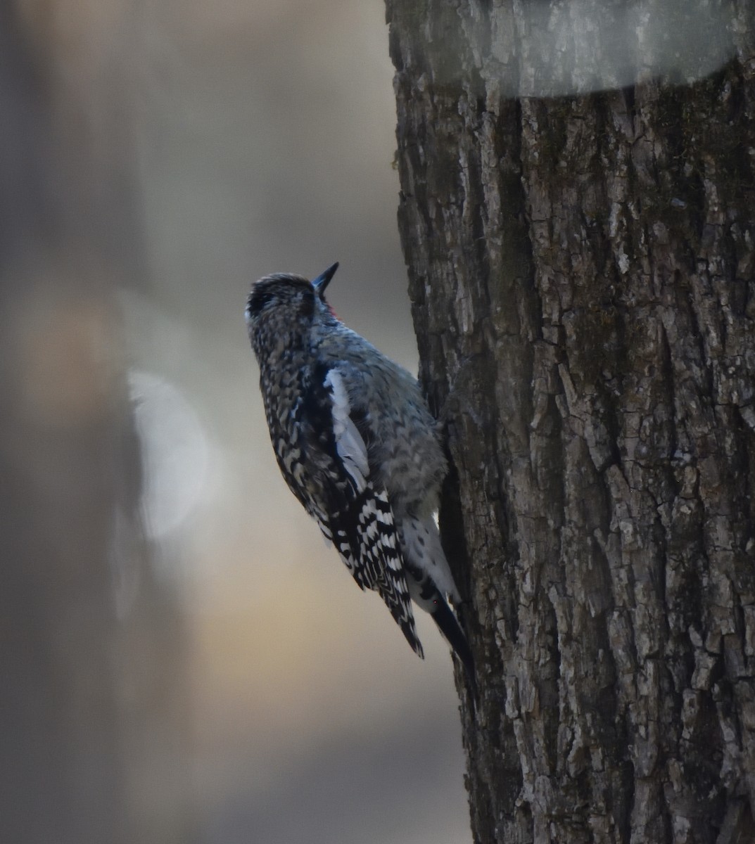 Yellow-bellied Sapsucker - ML614487947