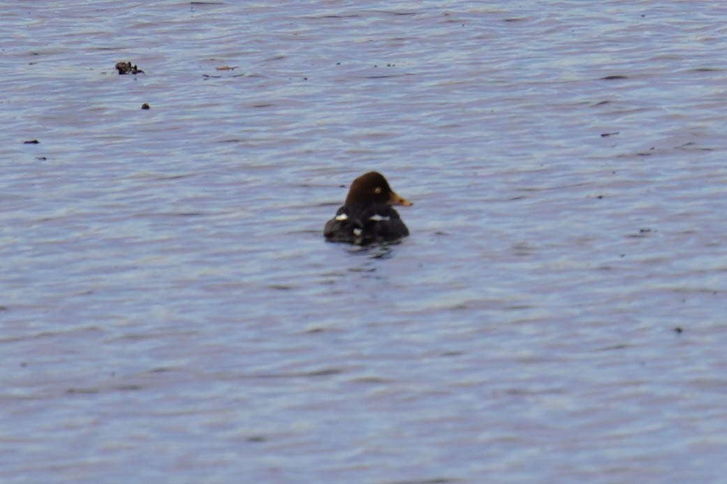 Common/Barrow's Goldeneye - ML614487949