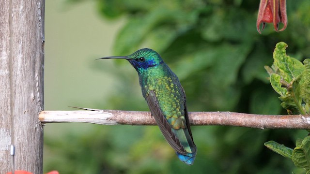 Colibrí Rutilante - ML614487968