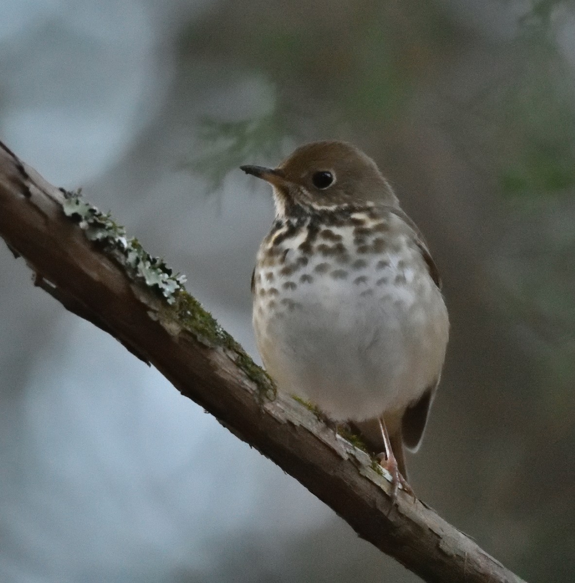 Hermit Thrush - ML614487981