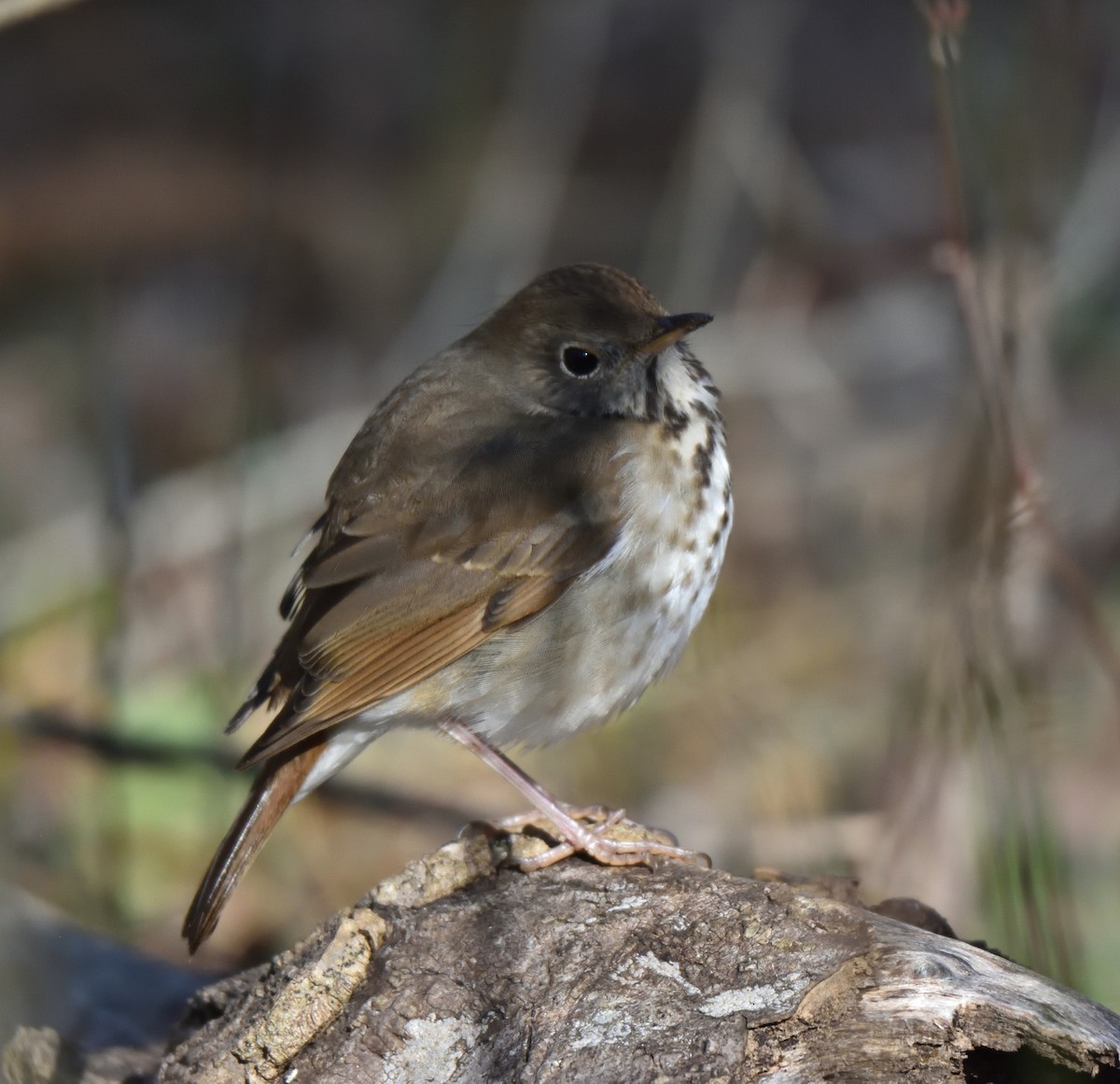 Hermit Thrush - ML614487982