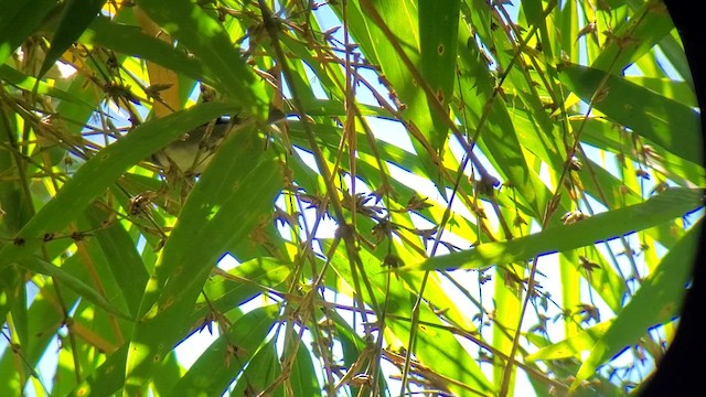 Slate-colored Seedeater - ML614487984