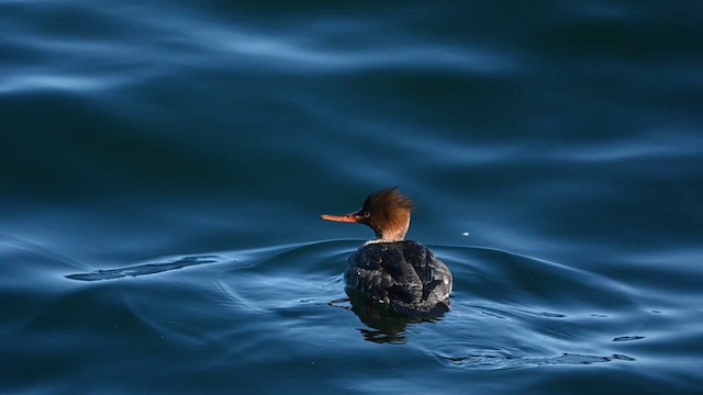 Red-breasted Merganser - ML614488013