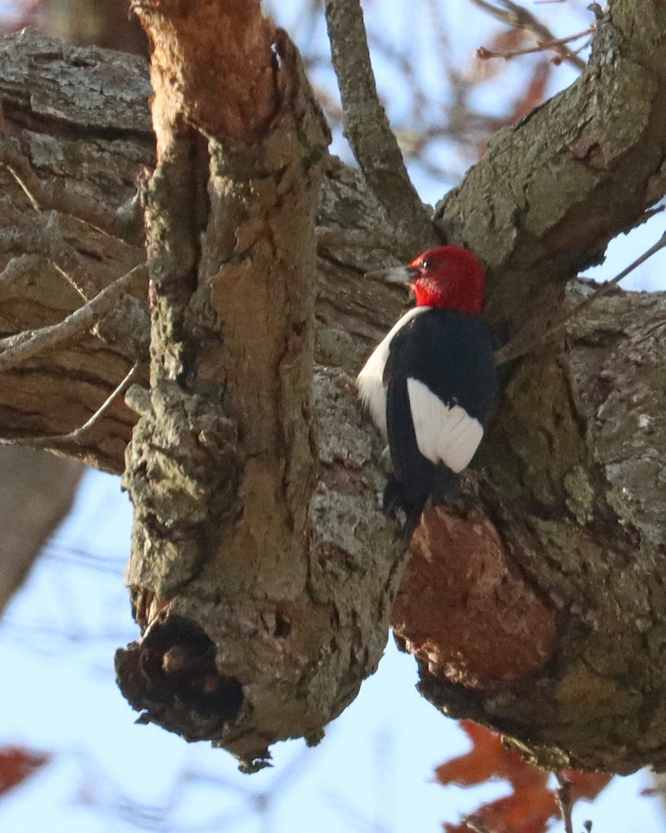 Red-headed Woodpecker - ML614488021