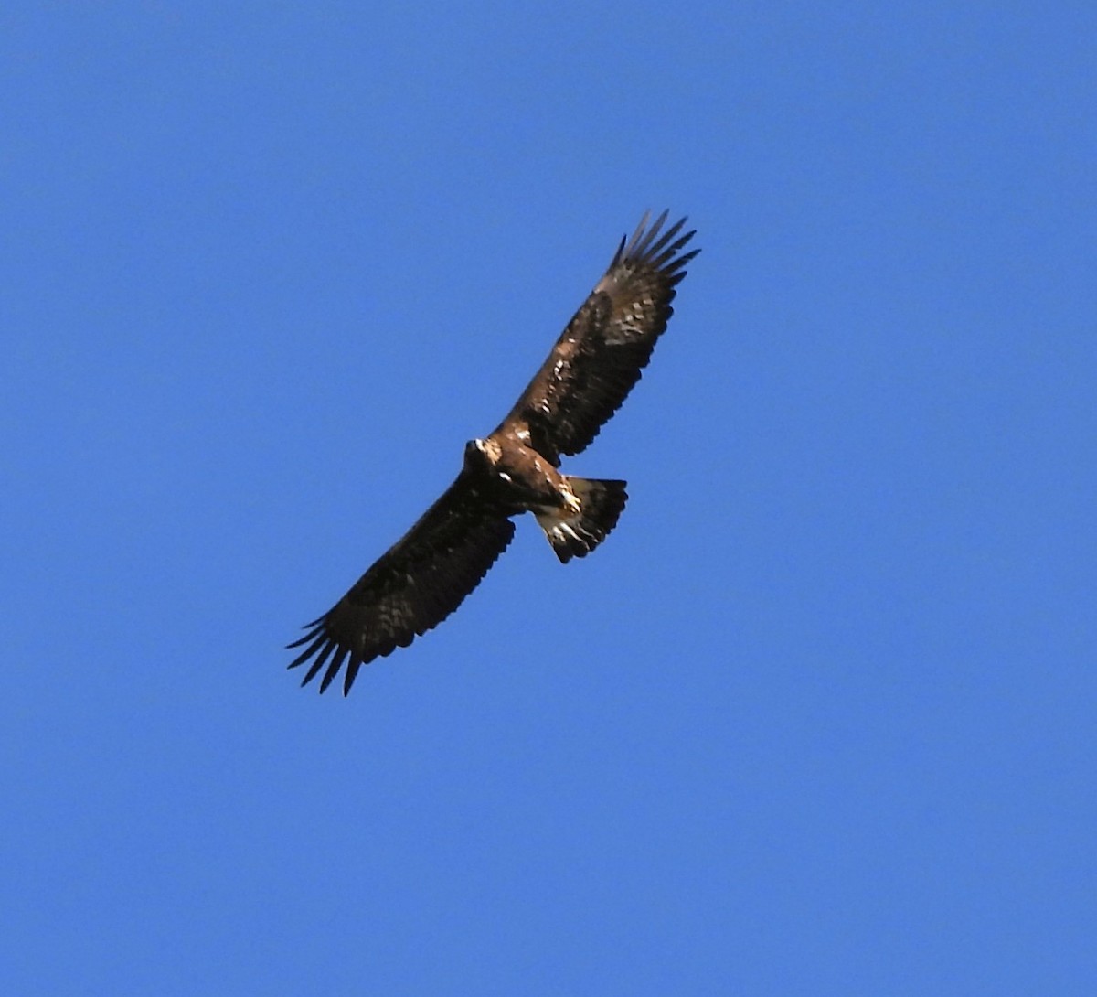 Golden Eagle - Beatriz Bermejo Rodríguez