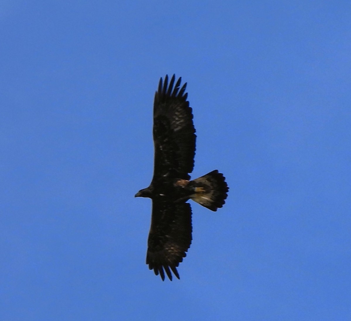 Golden Eagle - ML614488054