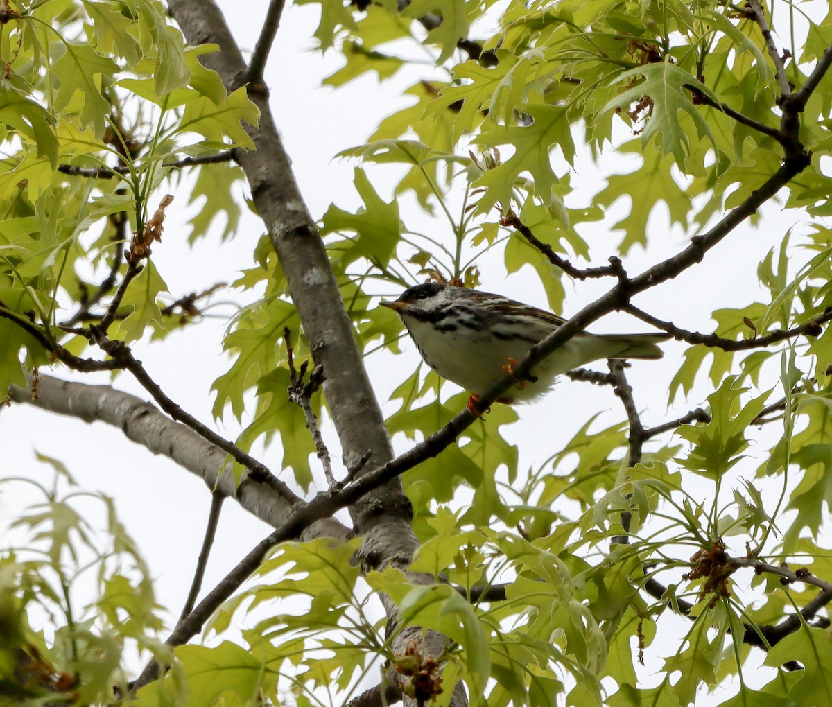 Blackpoll Warbler - Jacob Meier