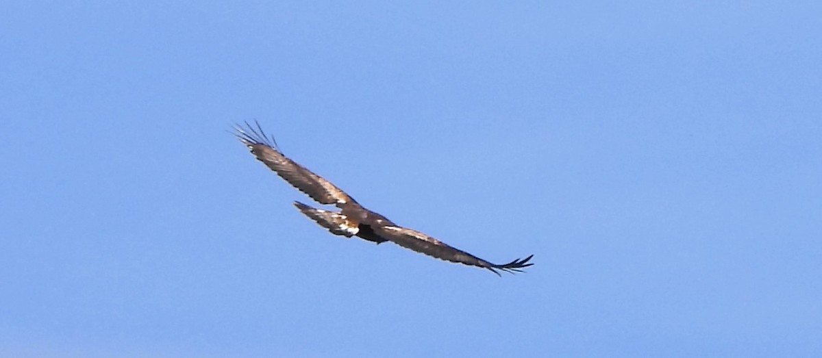 Golden Eagle - Beatriz Bermejo Rodríguez