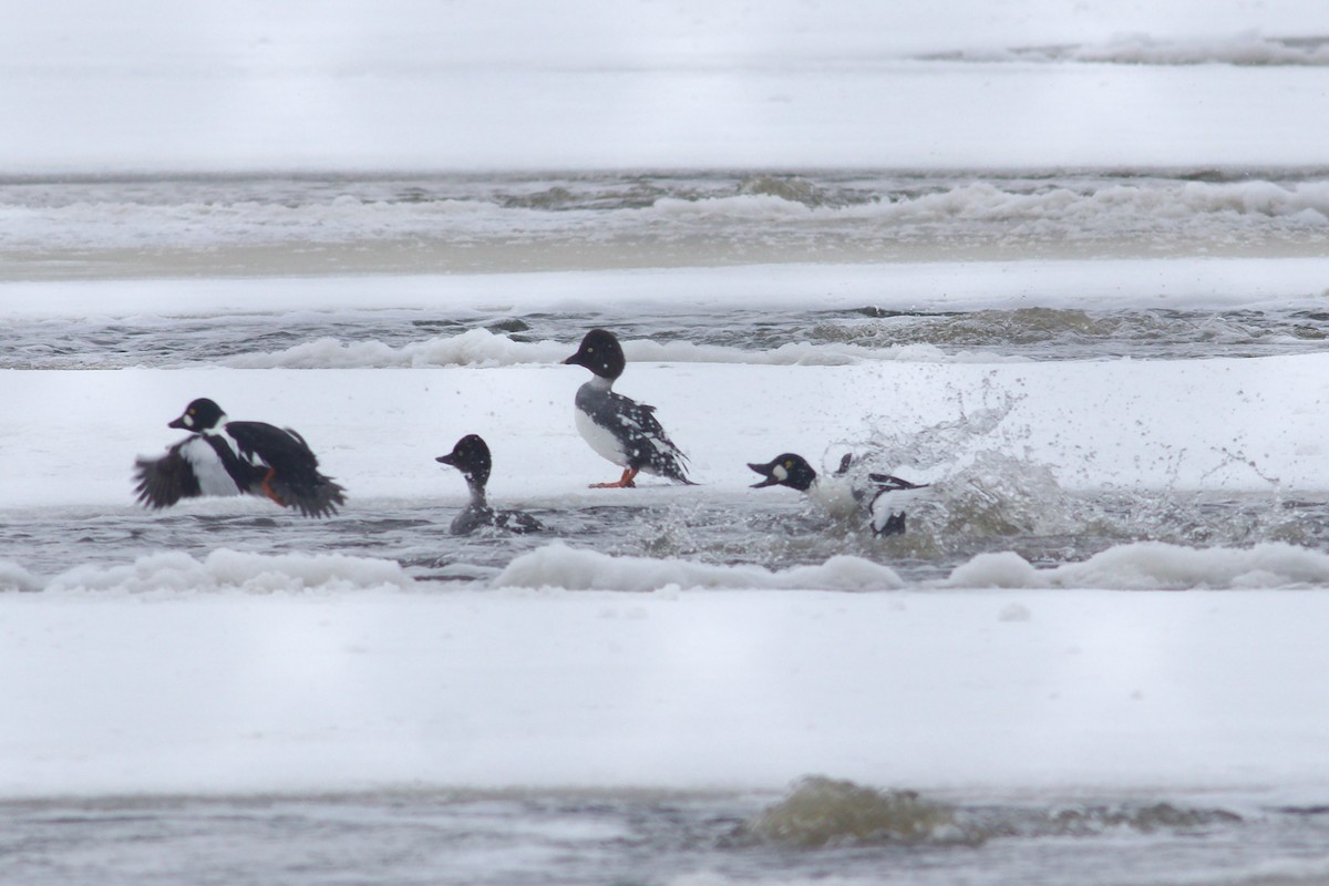 Common Goldeneye - ML614488262