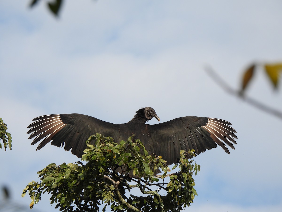 Black Vulture - ML614488271