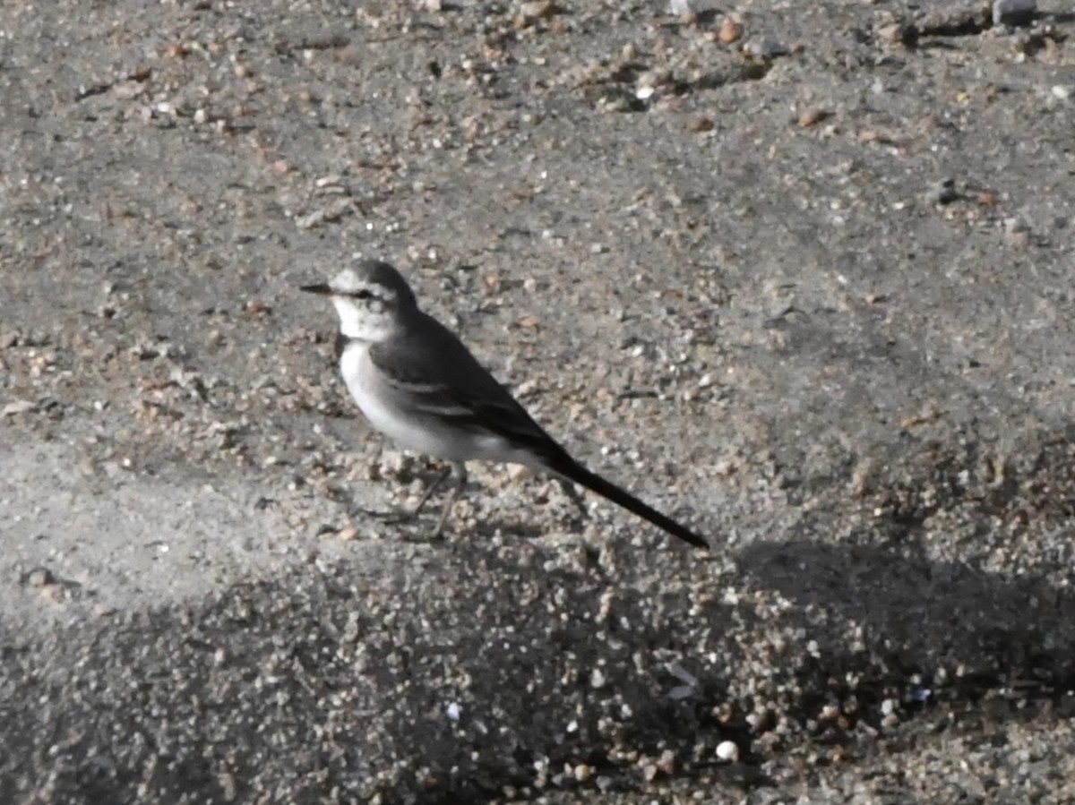 White Wagtail - Robert Scrimger