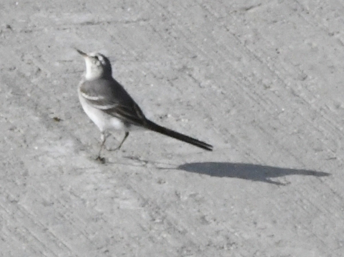White Wagtail - Robert Scrimger